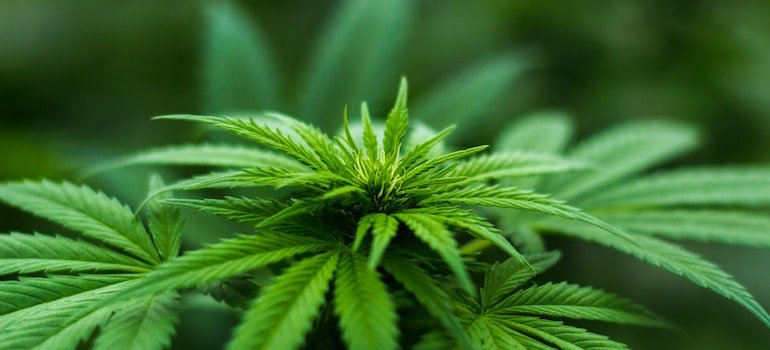 Synthetic marijuana.