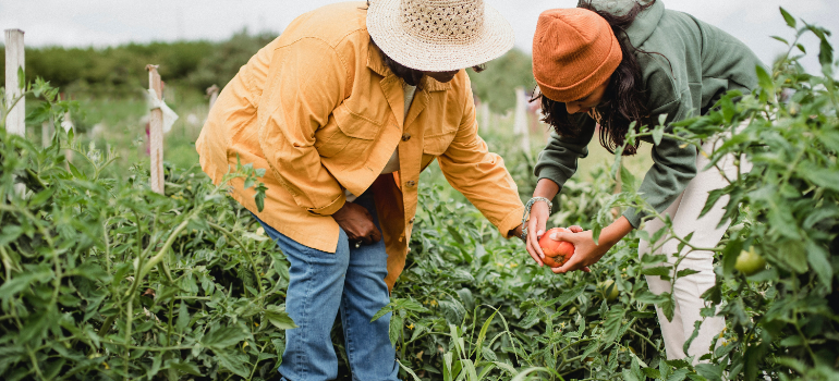 two people in a garden full of tomatoes 