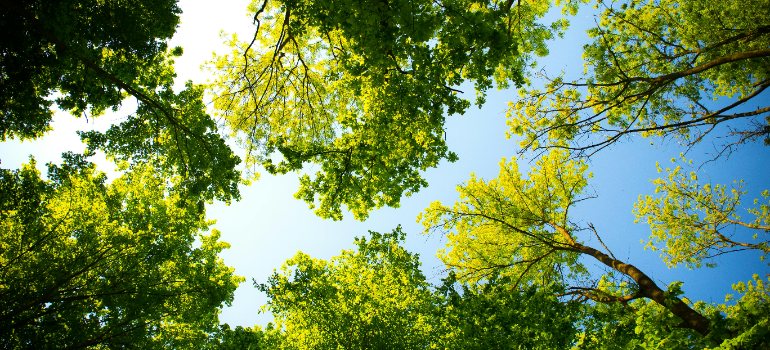 trees near rehab in Wilkes Barre PA