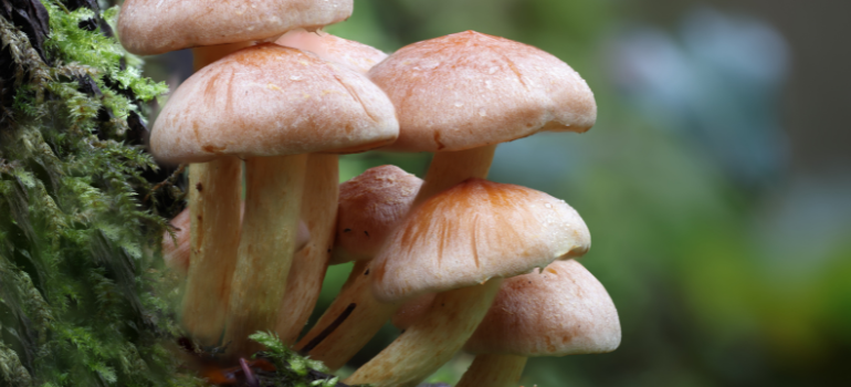 Some mushrooms in a forest