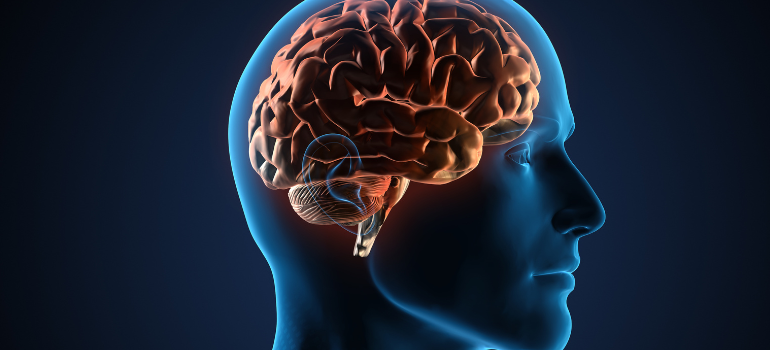 The inside of a skull with a brain lit up