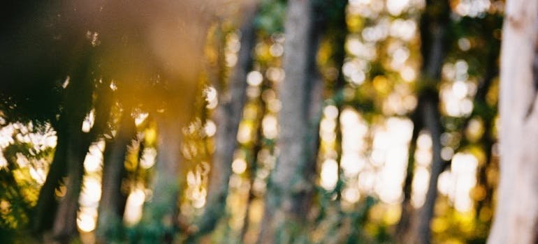 Blurred vision of trees.